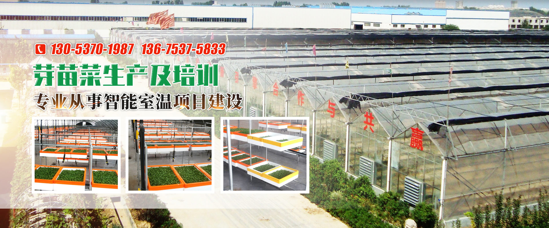 金鄉縣高創農業科技有限公司